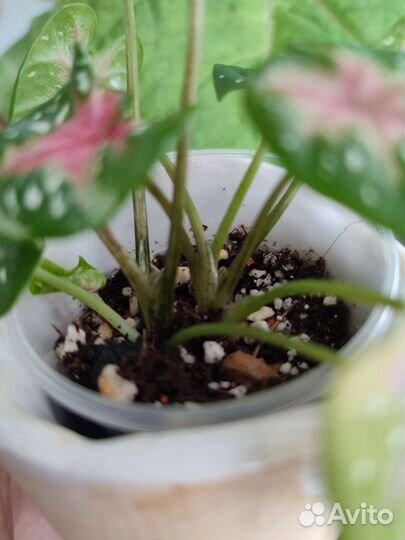 Домашний цветок Каладиум