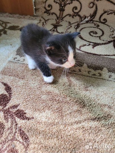 Отдам бесплатно в добрые руки