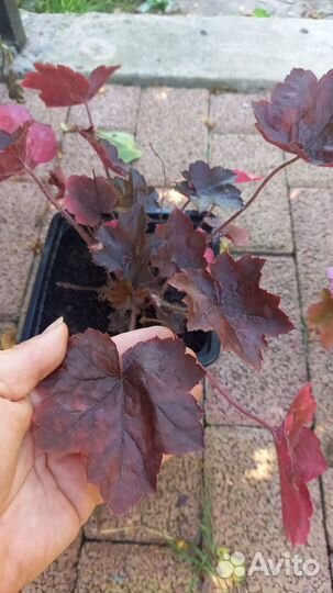 Саженцы гейхеры