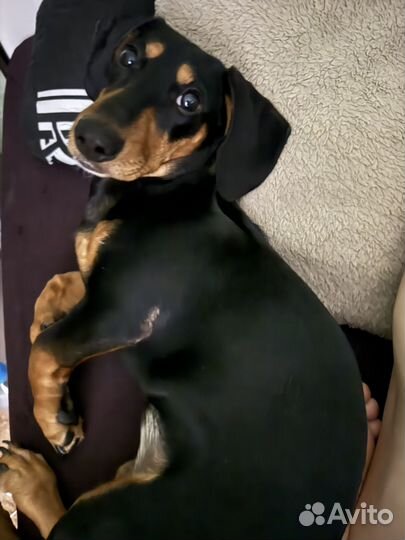 Такса в добрые руки