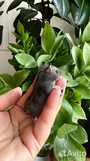 Джунгарские хомяки 3 недели