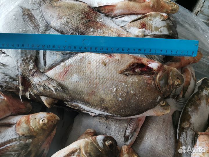 Лещ Татарский 0,5-1, 1+