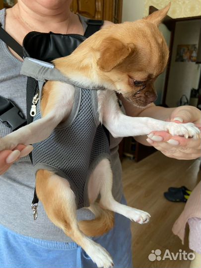 Рюкзак переноска для питомцев