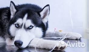 Ветеринарный врач на дом