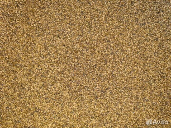 Семена горчицы