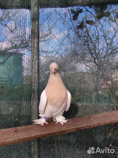 Голуби турецкие такла