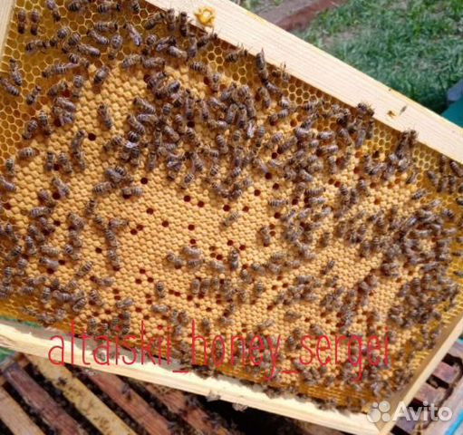 Пчелосемьи, пакеты, пчеломатки
