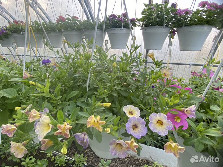 Калибрахоа, петуния, и др. Однолетники