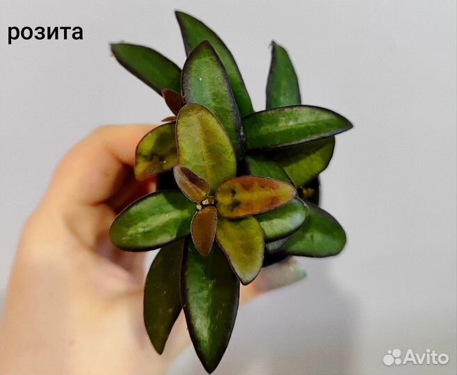 Хойя микс d6