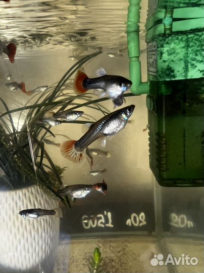 Рыба гуппи, малинейзия 3 видов, гурами, тернеция