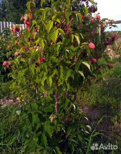 Малина (саженцы) 18сортов, новинки 2022г