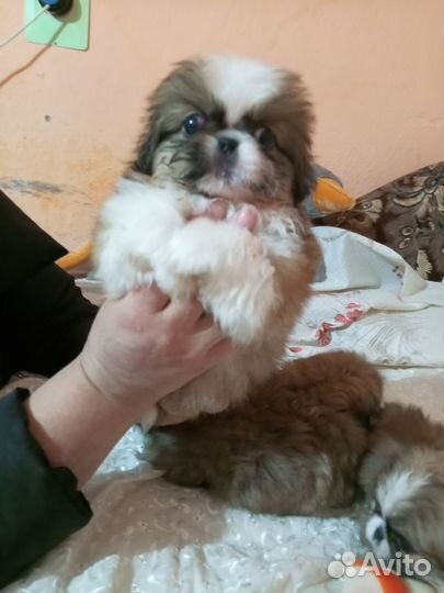 Щенки пекинеса