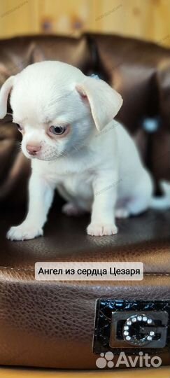 Мальчик чихуахуа кремового окраса