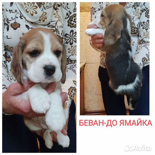 Питомник биглей Беван-До