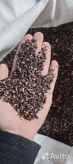 Семена суданки