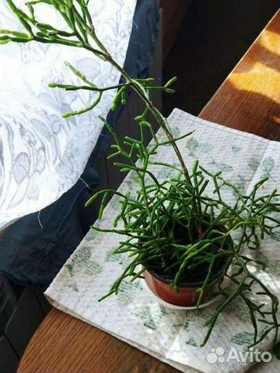 Кротон и др