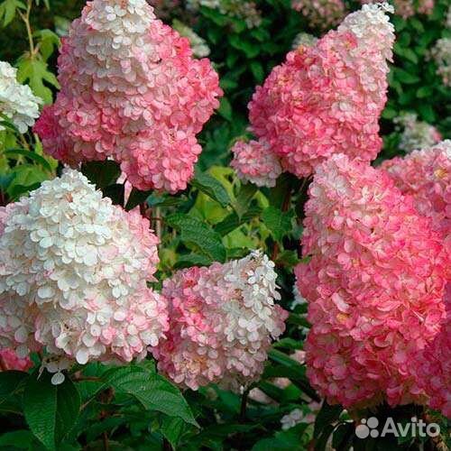 Гортензия метельчатая Ванила Фрайз