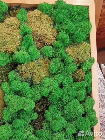 Панно из стабилизированного мха