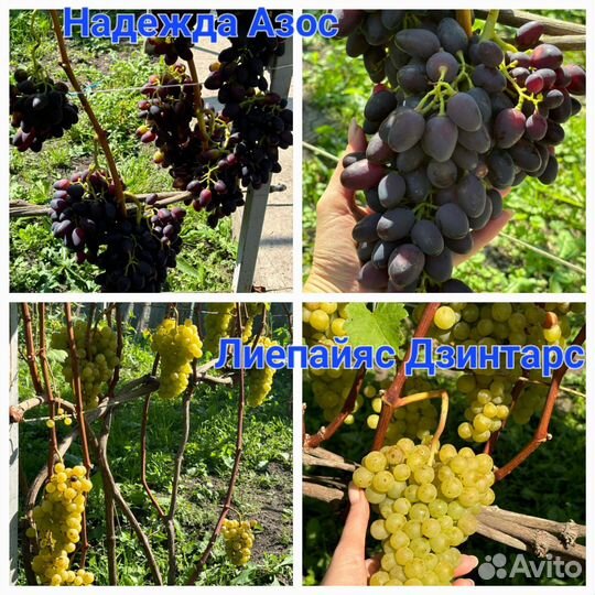 Черенки винограда