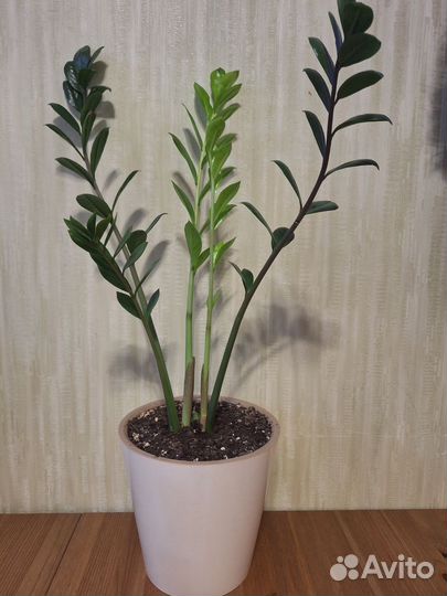 Замиокулькас