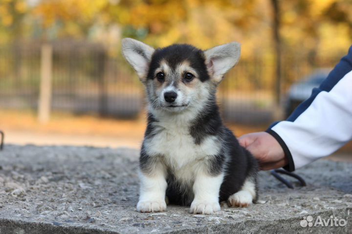 Щенки корги