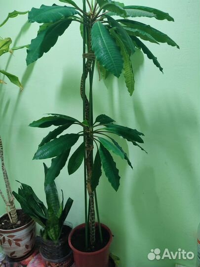 Молочай (эуфорбия)