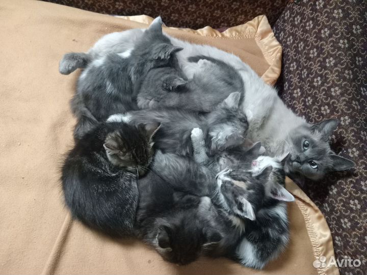 Отдам котят