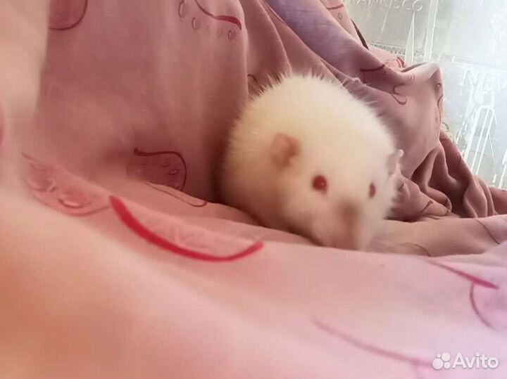 Белая крыса