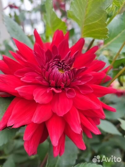 Георгины клубни