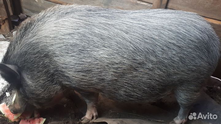 Вьетнамская вислобрюхая свинья