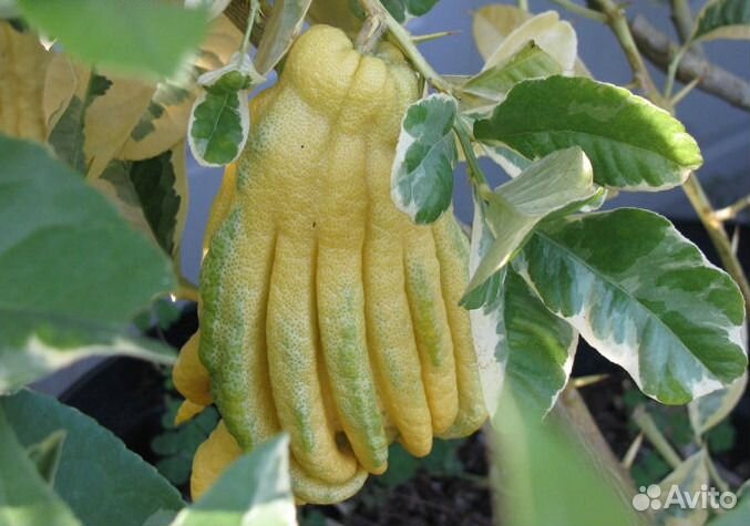 Цедрат Рука Будды цитрус с необычными плодами и др