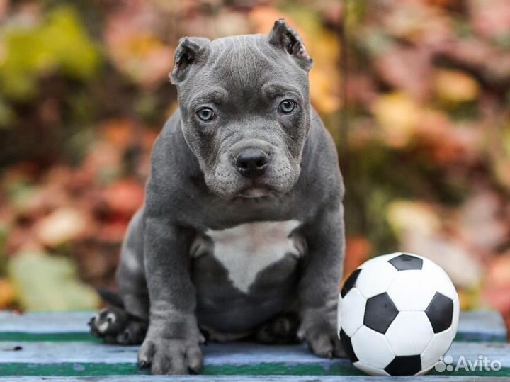 Ам Булли (голубой покет)