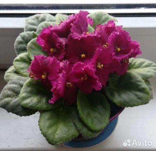 Фиалка, черенки