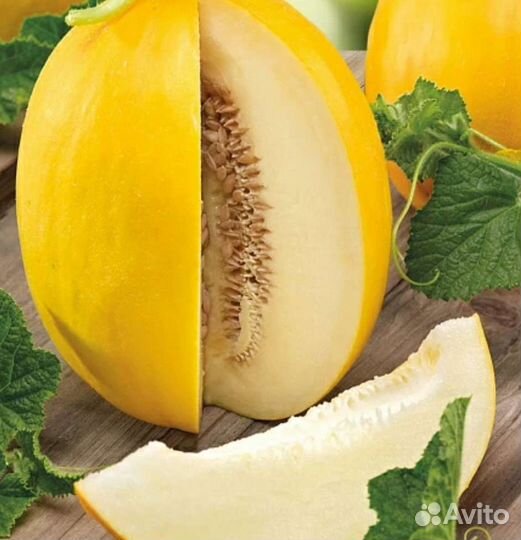 Рассада дыни и арбузов