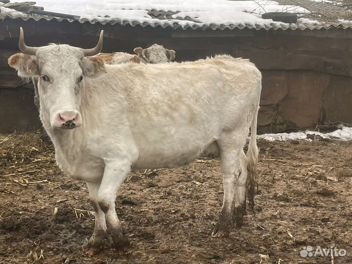 Коровы и телки