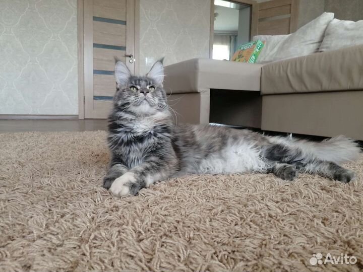 Мейн-кун кошка