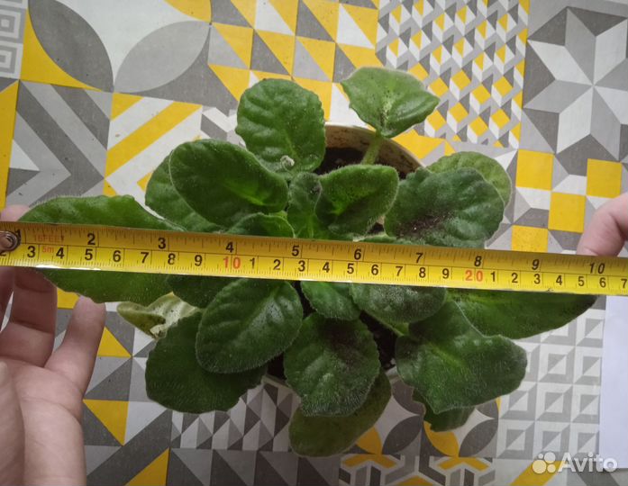 Фиалки, взрослое растение и детки