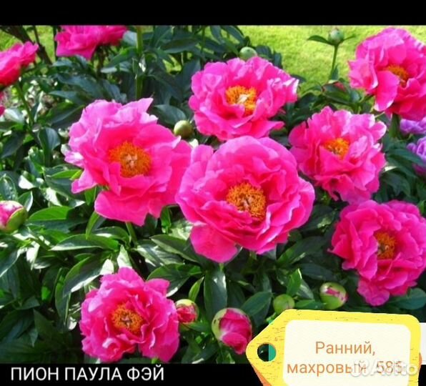 Пионы сортовые 2