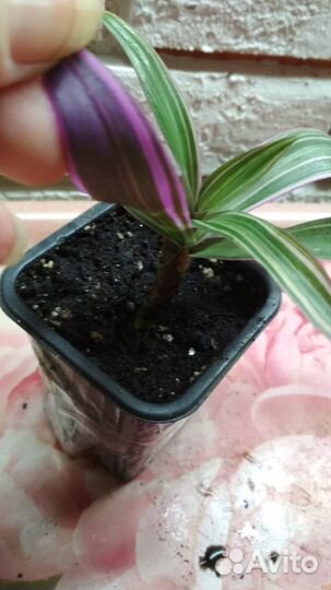 Рэо вариегат.,Рэо ладья Моисея (виды традесканции)