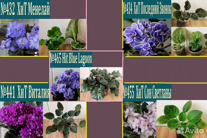 Сенполии : розетки, листы