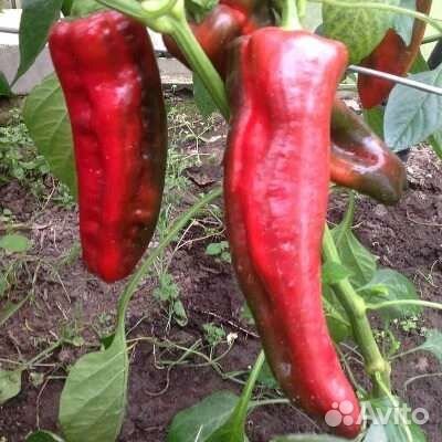 Рассада помидор и перцев