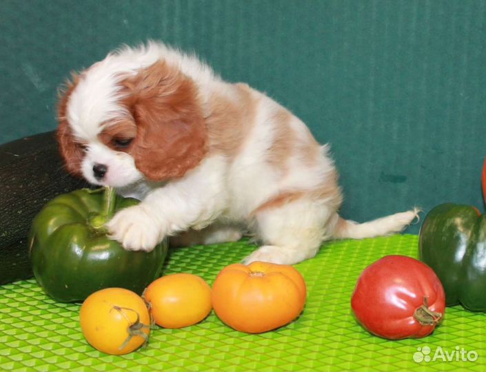 Кавалер Кинг чарльз спаниель щенок девочка