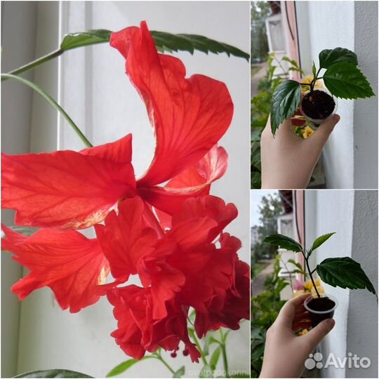 Гибискусы сортовые