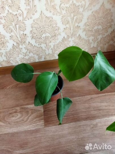 Монстера деликатесная, монстера манки