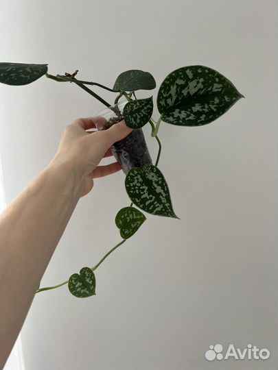 Сциндапсус пиктус аргиреус