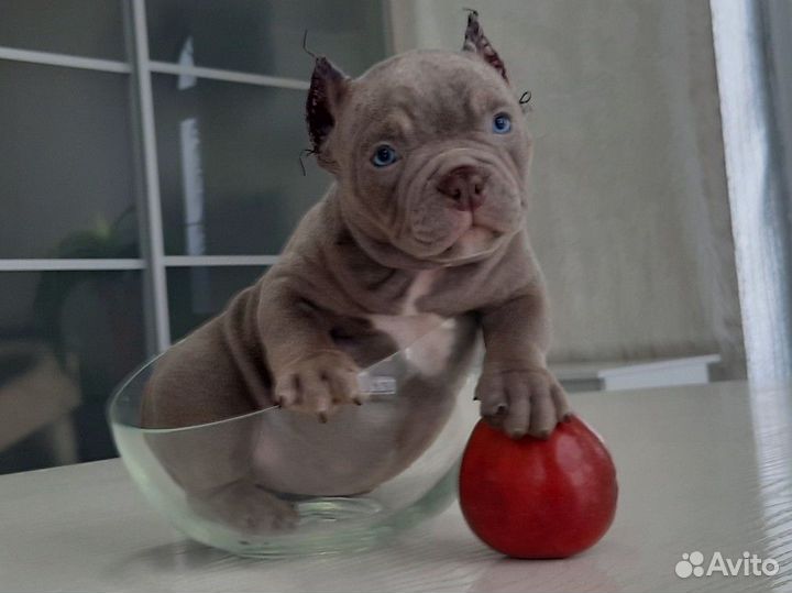 Американский булли экзот/покет