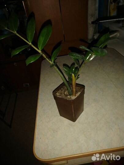 Замиокулькас