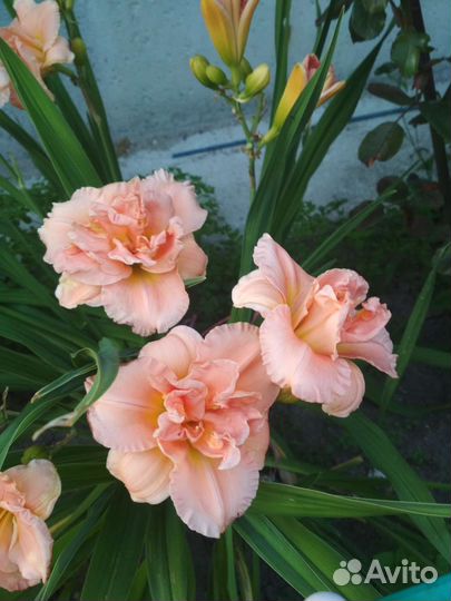 Лилейники и лилии