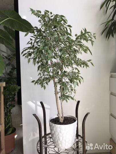 Растения Крупномеры