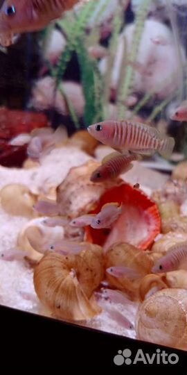 Цихлиды оз.Танганьика своего разведения